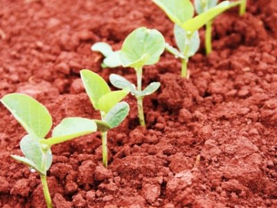 O uso destes produtos em pulverizações foliares estaÌ se tornando cada vez mais frequente - Crédito Miriam Lins